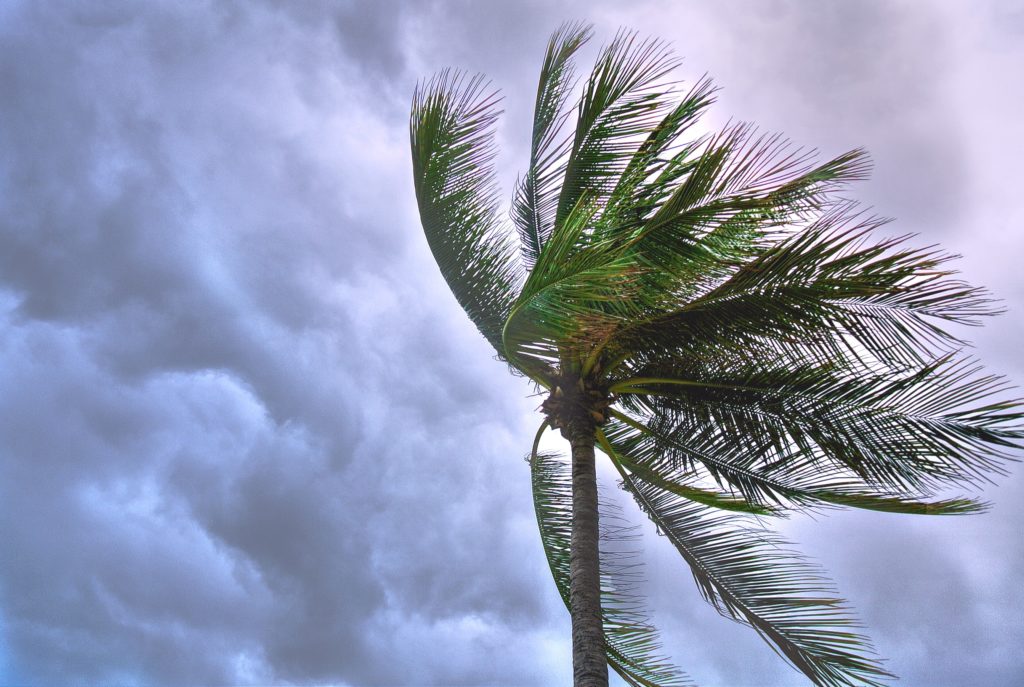 Palm tree blowing in a storm